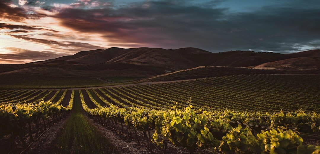 Book cover illustration of a rural mystery with vineyards and mountains